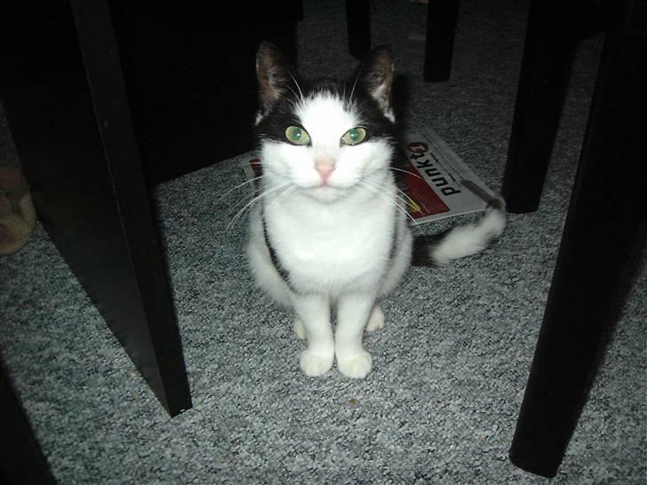 Huskat Mille billede 8