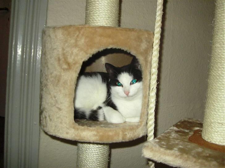 Huskat Mille billede 9