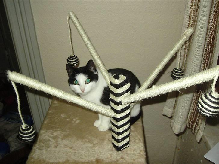 Huskat Mille billede 10