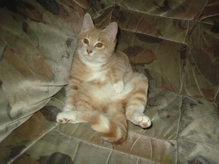 Blanding af racer Sunset  billede 15