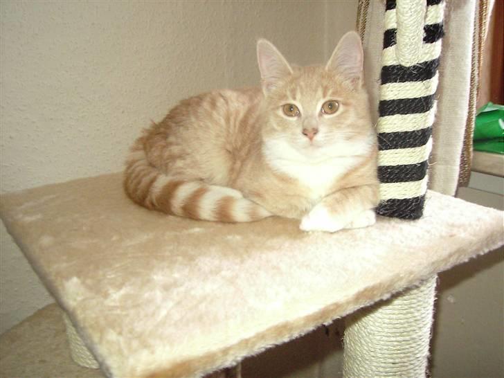 Blanding af racer Sunset  billede 16