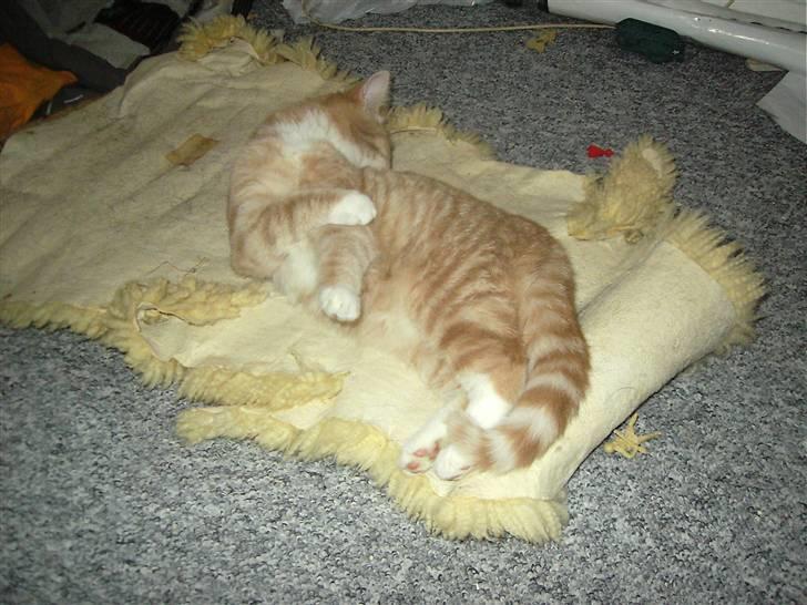 Blanding af racer Sunset  billede 17