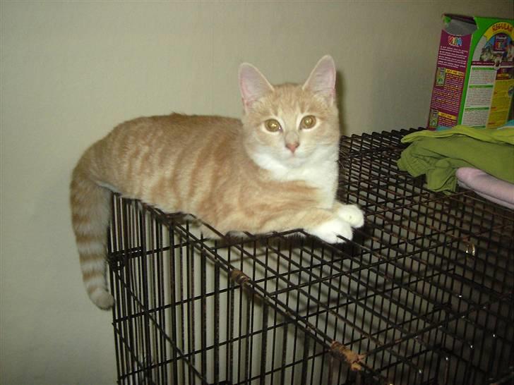 Blanding af racer Sunset  billede 18