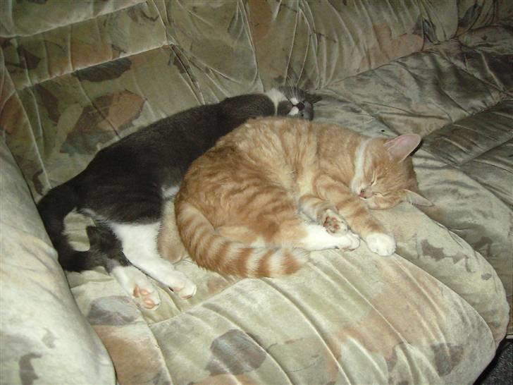 Blanding af racer Sunset  billede 19