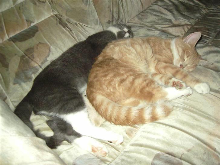 Huskat Garfield billede 11