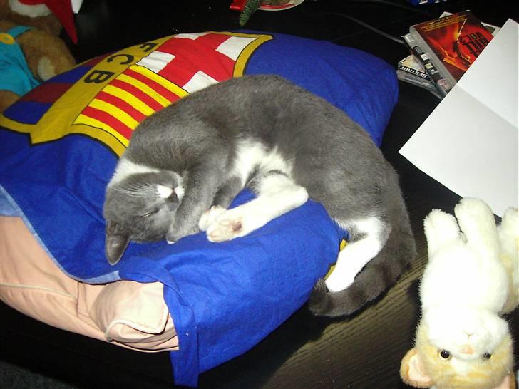 Huskat Garfield billede 12