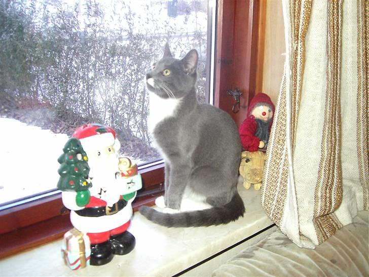 Huskat Garfield billede 14