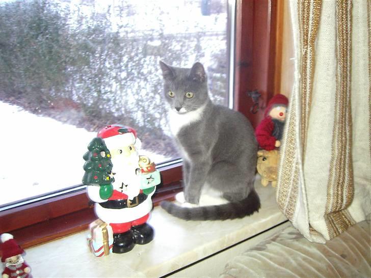 Huskat Garfield billede 15