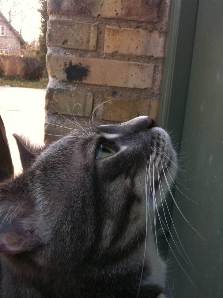 Huskat fuzzy billede 14