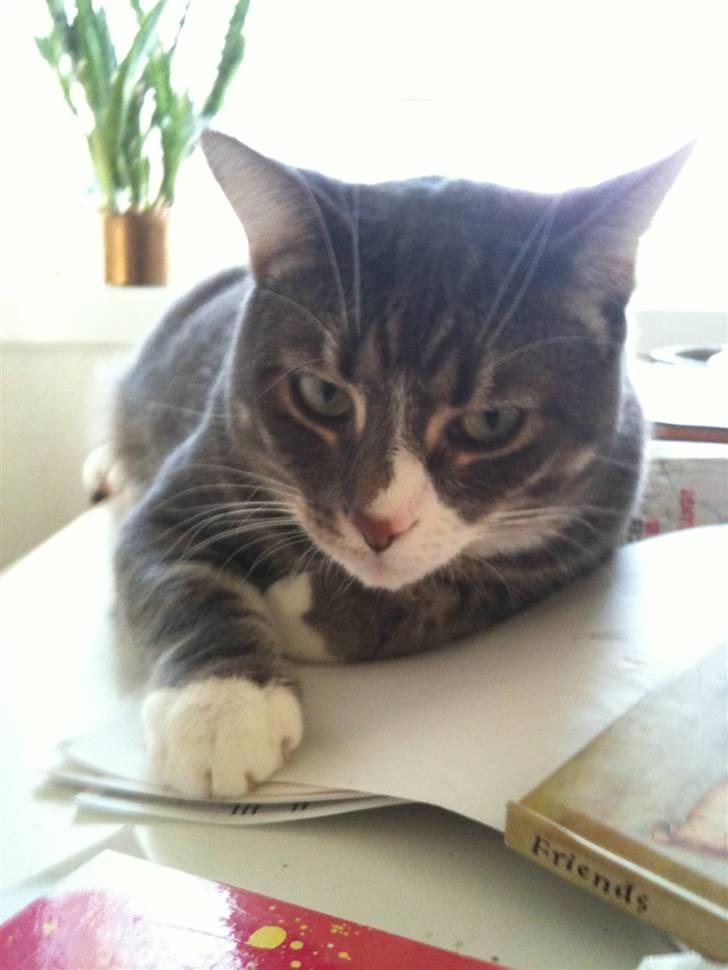 Huskat fuzzy billede 15