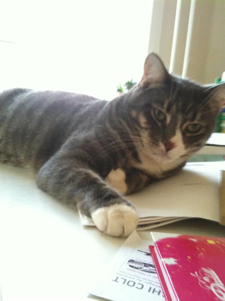 Huskat fuzzy billede 16