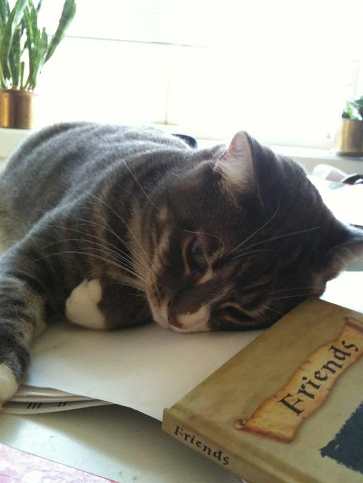 Huskat fuzzy billede 17