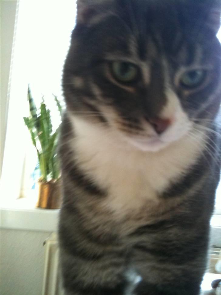 Huskat fuzzy billede 18