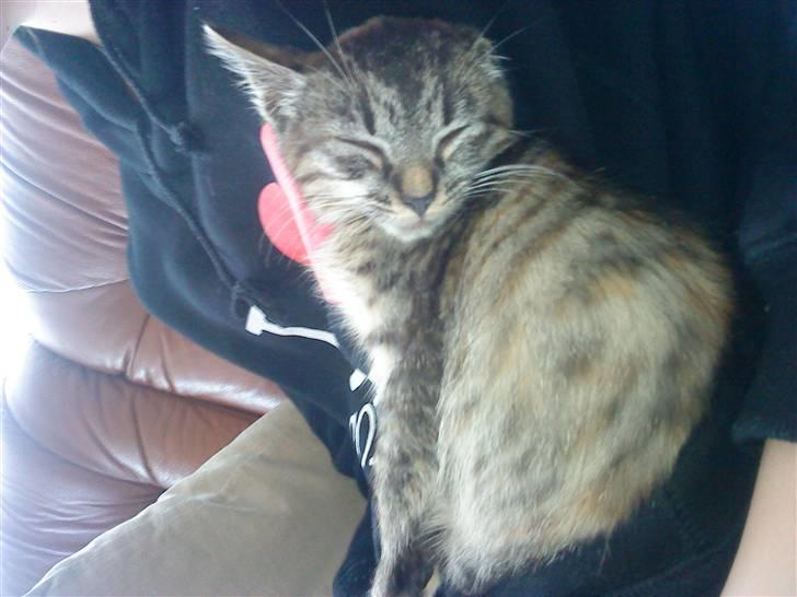 Huskat bibi *solgt* :( billede 1