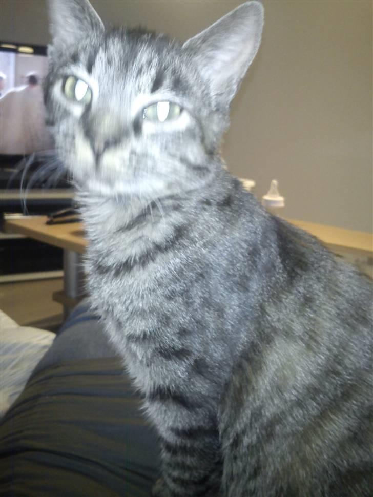 Huskat bibi *solgt* :( billede 2