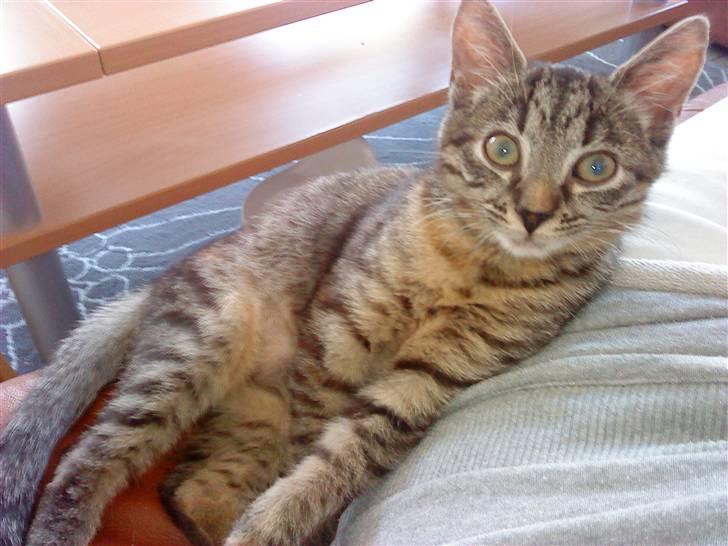 Huskat bibi *solgt* :( billede 3