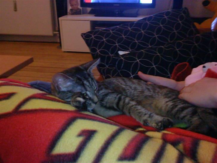 Huskat bibi *solgt* :( billede 4