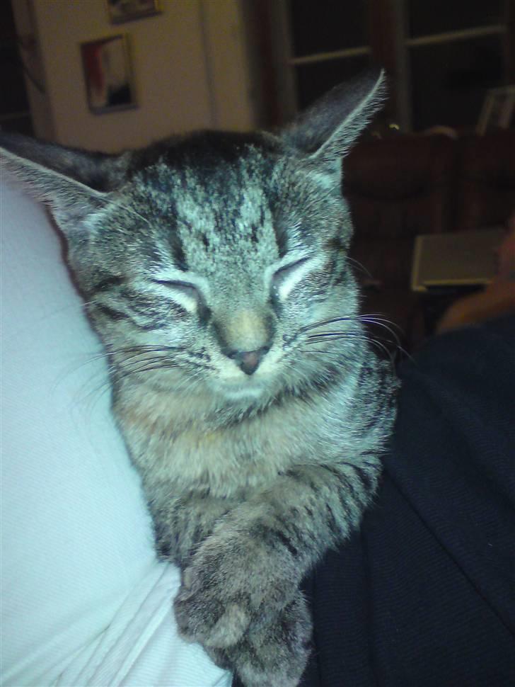 Huskat bibi *solgt* :( billede 6