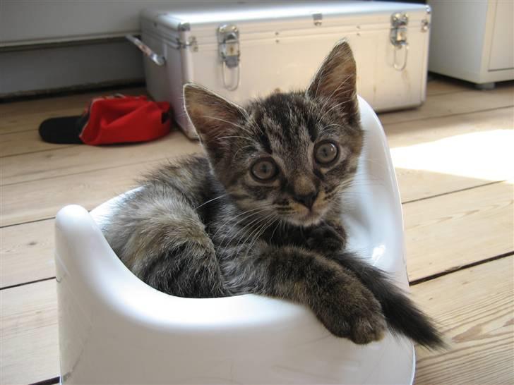 Huskat bibi *solgt* :( billede 7