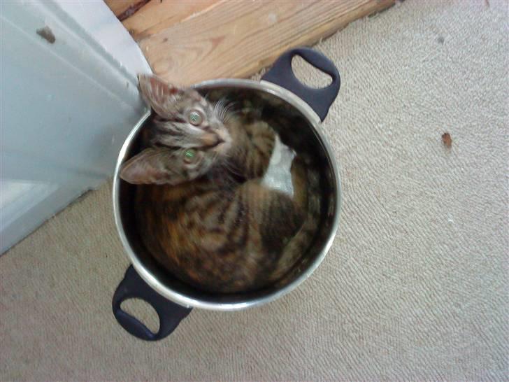 Huskat bibi *solgt* :( billede 8