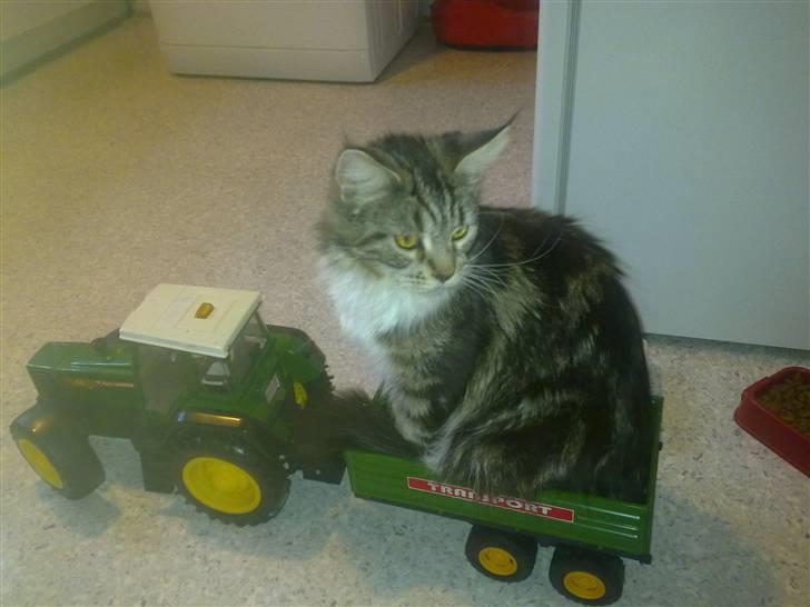 Maine Coon sisser *solgt* :( billede 2