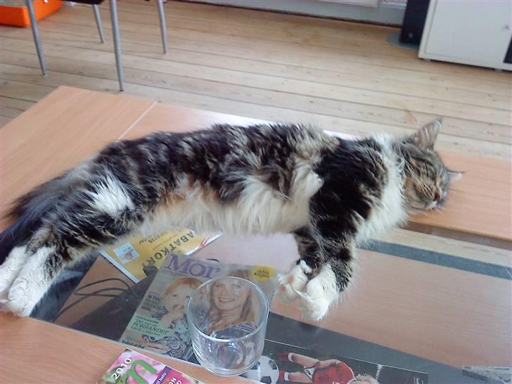 Maine Coon sisser *solgt* :( billede 3