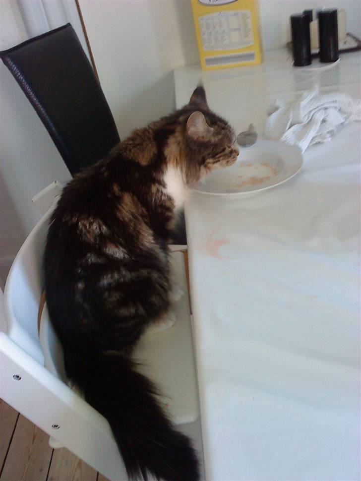 Maine Coon sisser *solgt* :( billede 4