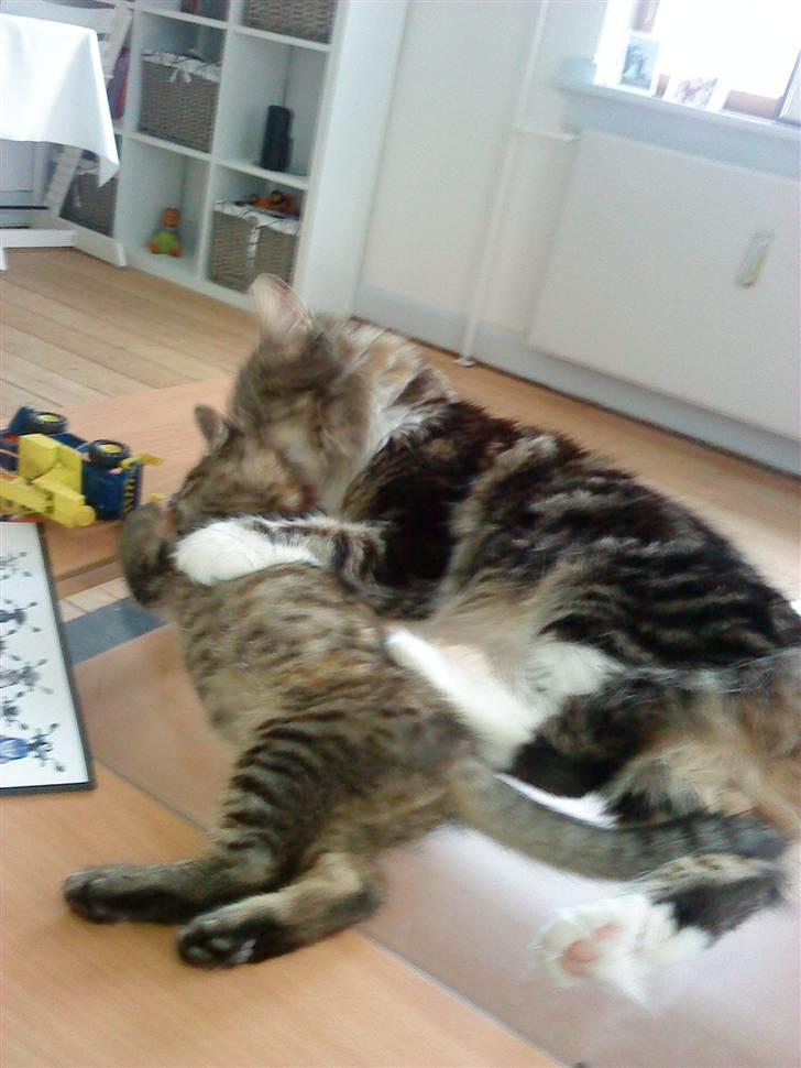 Maine Coon sisser *solgt* :( billede 5