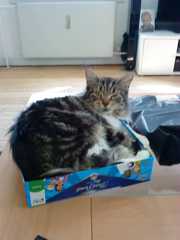 Maine Coon sisser *solgt* :( billede 6