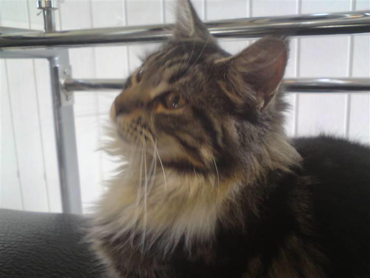 Maine Coon sisser *solgt* :( billede 7