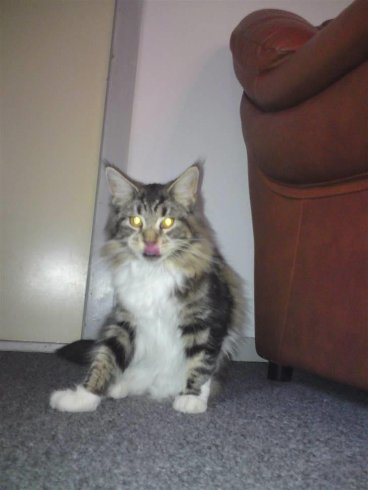 Maine Coon sisser *solgt* :( billede 8