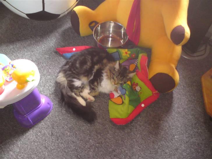 Maine Coon sisser *solgt* :( billede 9