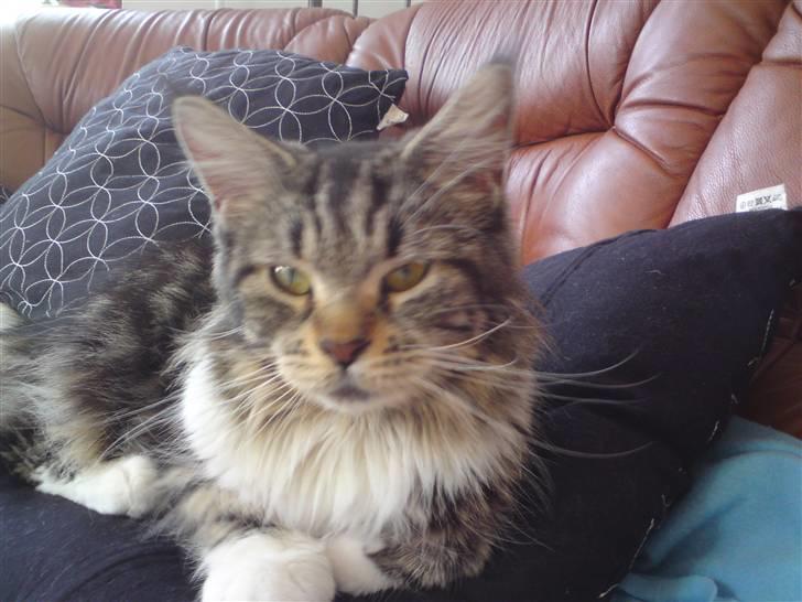 Maine Coon sisser *solgt* :( billede 10