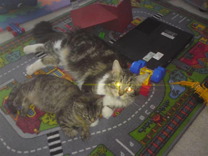 Maine Coon sisser *solgt* :( billede 11