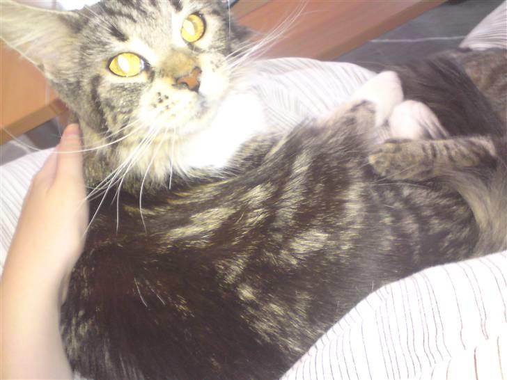 Maine Coon sisser *solgt* :( billede 12