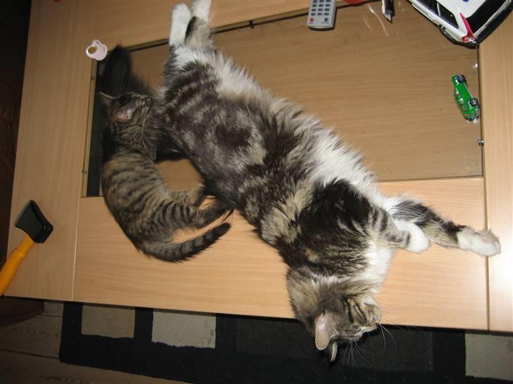 Maine Coon sisser *solgt* :( billede 13