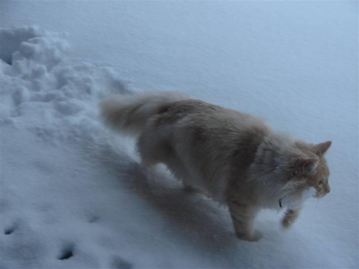 Maine Coon Elvis billede 11