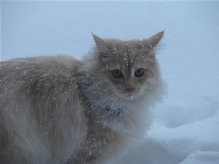 Maine Coon Elvis billede 12