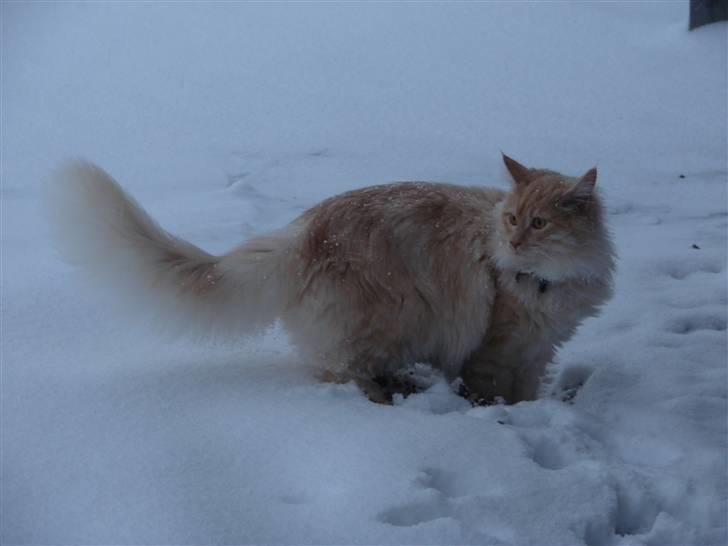 Maine Coon Elvis billede 13