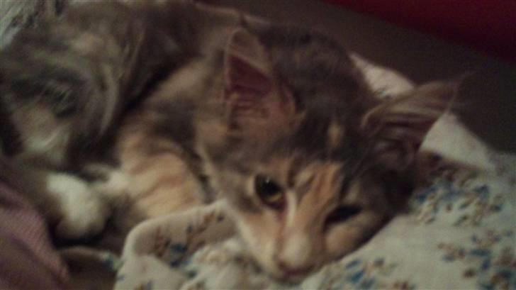 Maine Coon Mercedes RIP billede 1