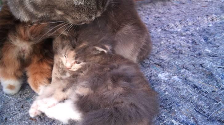 Maine Coon Mercedes RIP billede 2