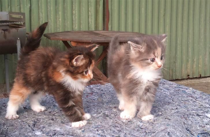 Maine Coon Mercedes RIP billede 3