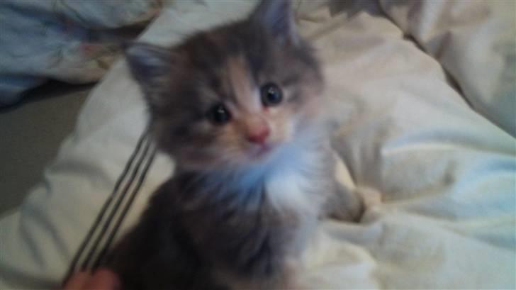 Maine Coon Mercedes RIP billede 4