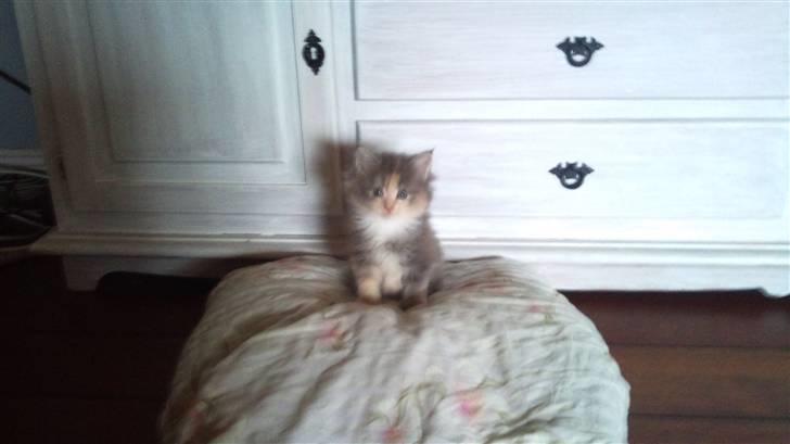 Maine Coon Mercedes RIP billede 5