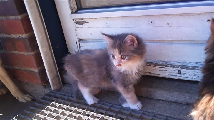 Maine Coon Mercedes RIP billede 6