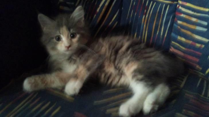 Maine Coon Mercedes RIP billede 7