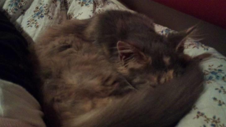 Maine Coon Mercedes RIP billede 8