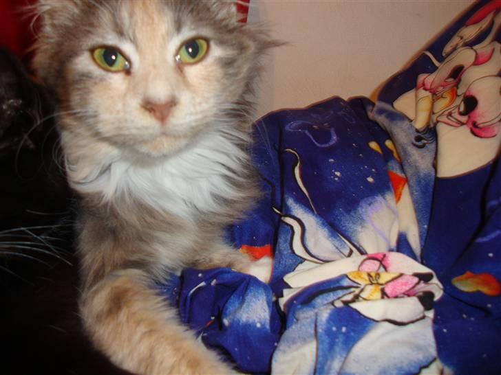 Maine Coon Mercedes RIP billede 9