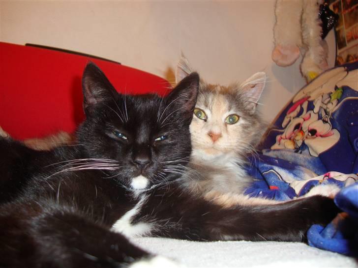 Maine Coon Mercedes RIP billede 10