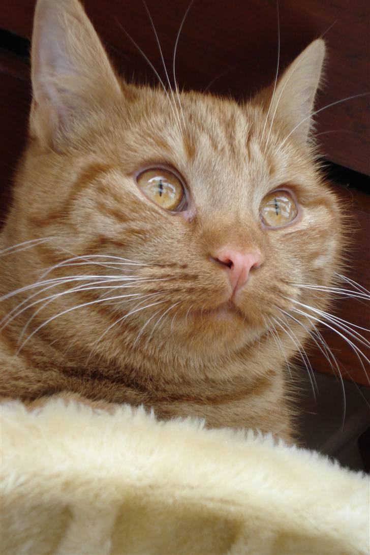 Europé IC. DK*Boholdt Super Karla - Spaenend? billede 4